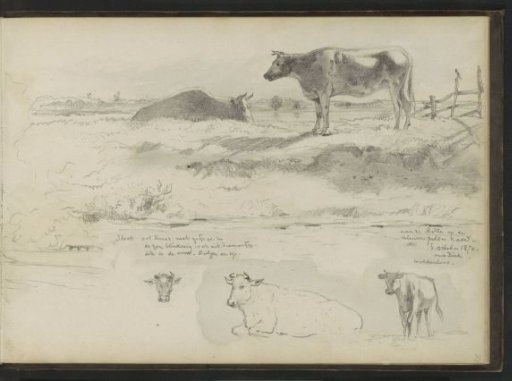 Cows by a ditch at the Rotte
