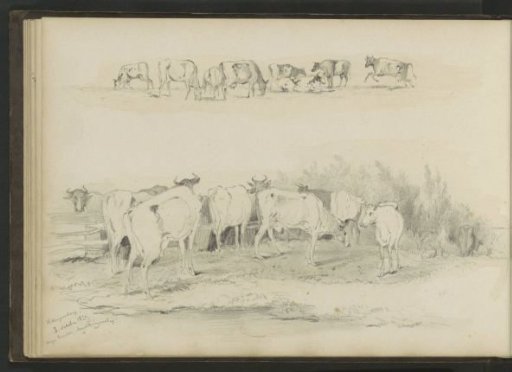 Cows in Hillegersberg