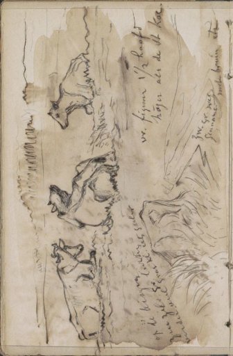 Lying cows in a meadow