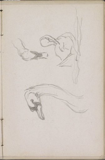 Swan