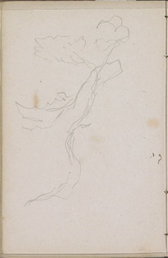 Branch of a plant