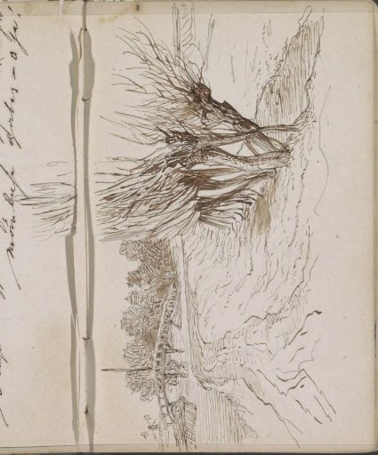 Willows along a river