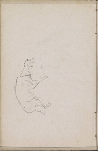 Animal, probably a dog