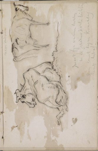 Recumbent and standing cow
