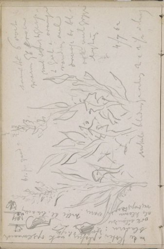 Plants, including ferns