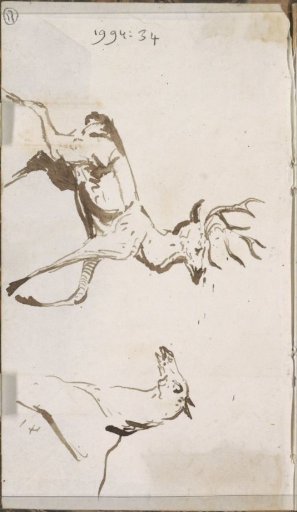 Stag and a horse
