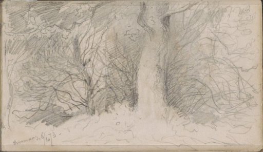 Trees near Overmaas