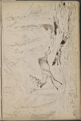 Zoo with Two Dogs Hunting a Deer