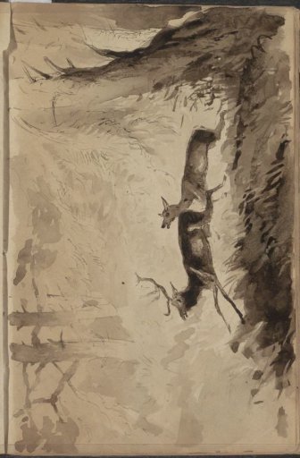 Two running deer in a forest