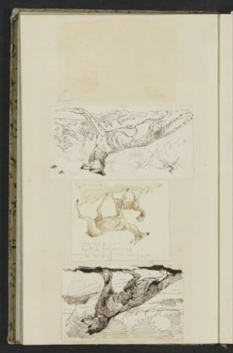Wolves and two roe deer