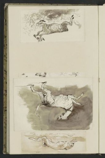 Hare, a Dog and a Roe Deer