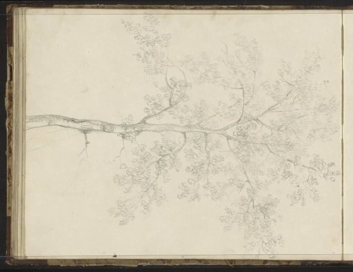 Tree in leaf