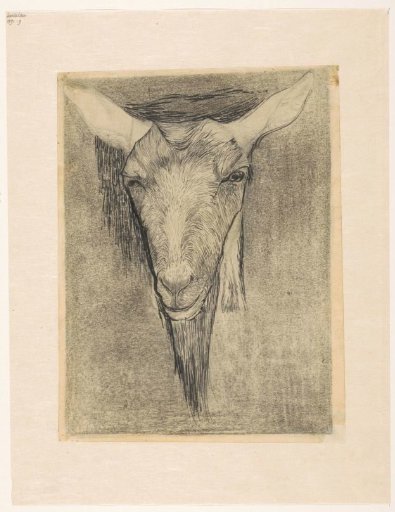 Head of a goat