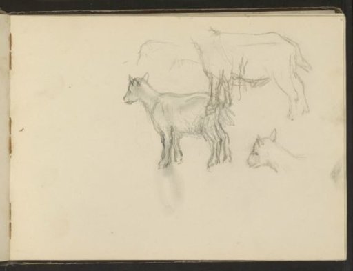 Goats and a Goat's Head