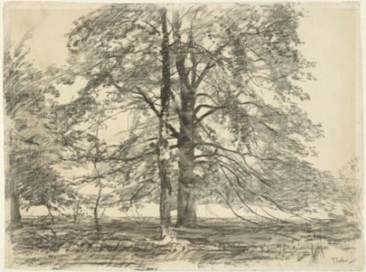Tall Trees in a Flat Landscape