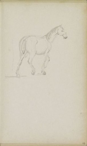 Walking Horse