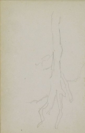 Bare tree