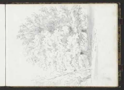 Landscape with trees