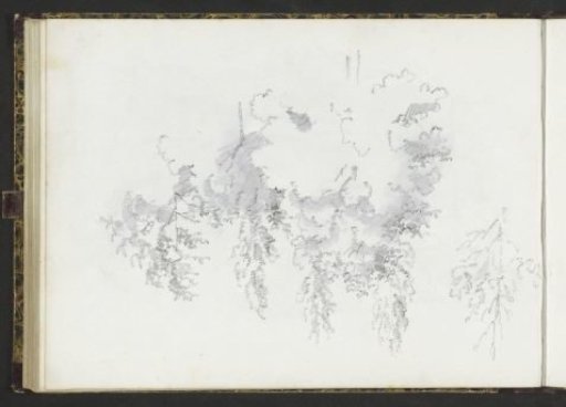 Trees