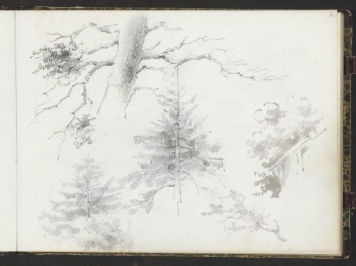 Trees, a branch and a trunk