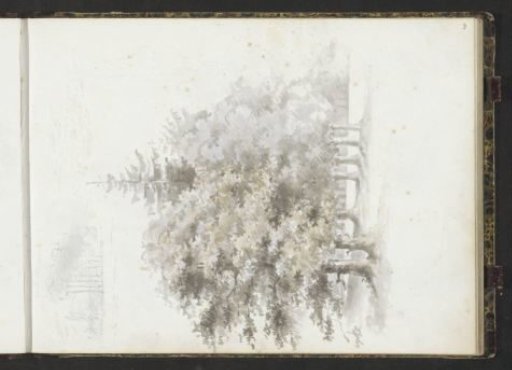 Edge of a forest