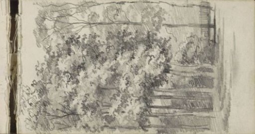 Edge of the forest