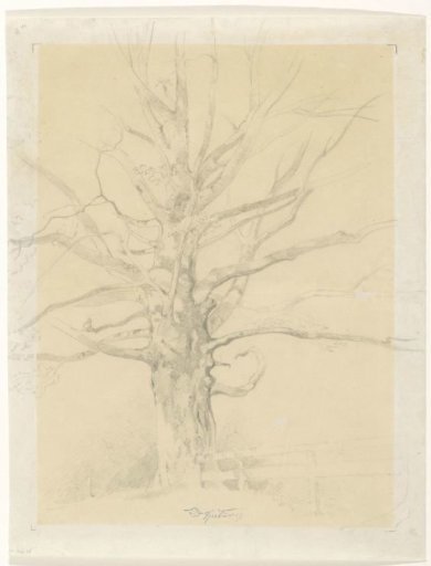 Study of a tree