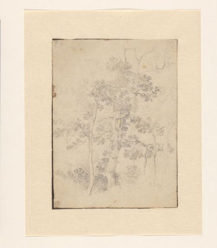Tree Study