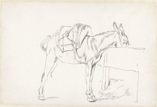 Study of a mule eating from a trough