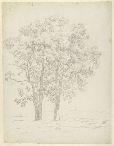 Study of three trees
