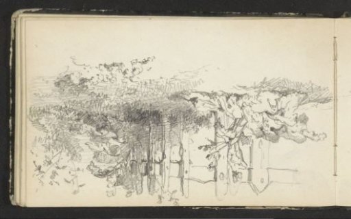 Plants by a fence