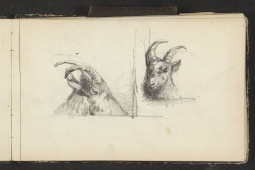 Head and Horns of a Goat