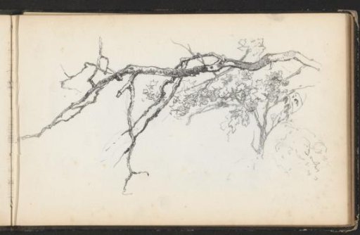 Bare branch and a branch in bloom