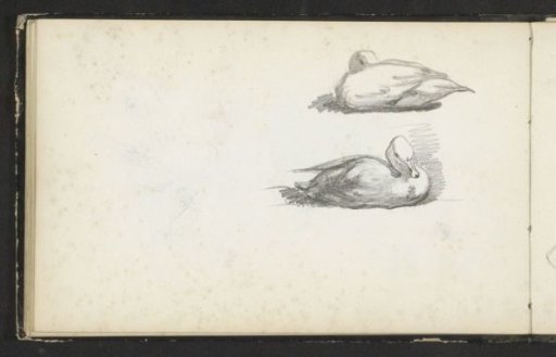 Recumbent ducks