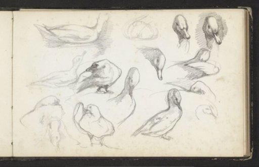 Ducks