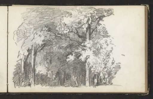 Woodland edge