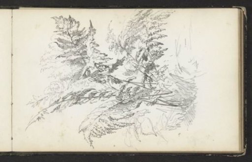 Plant, possibly a fern