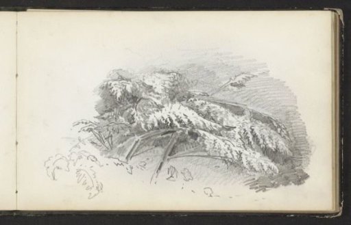 Branch of a plant, possibly a fern