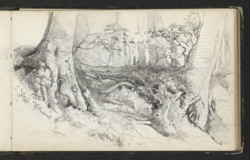 Forest with tree roots in the foreground