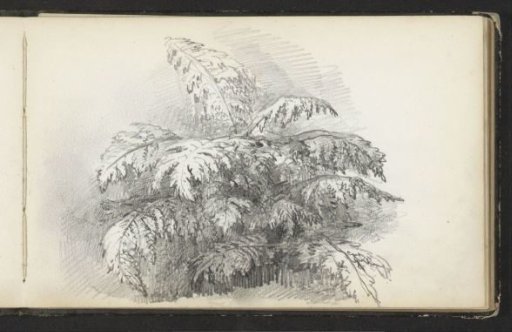 Fern