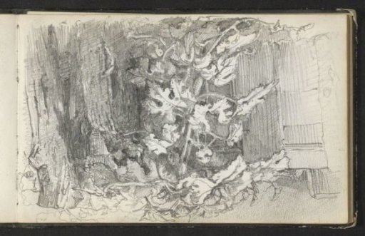 Plant at a woodland edge