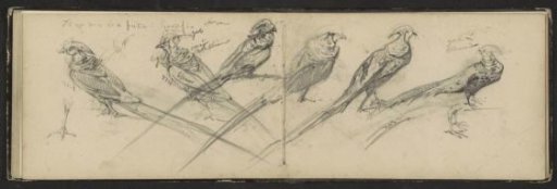 Crested birds with long tails