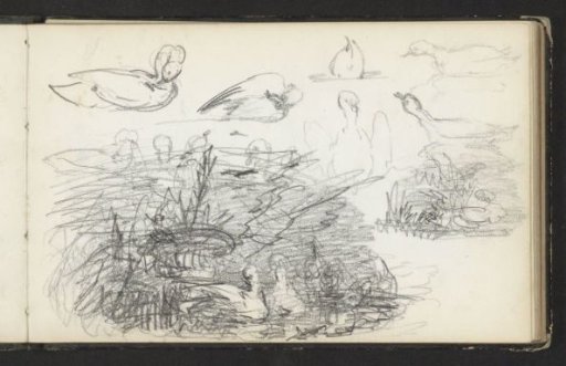 Ducks, including ducks washing and ducks in the water