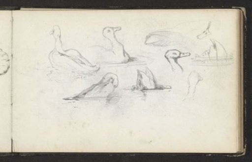 Ducks