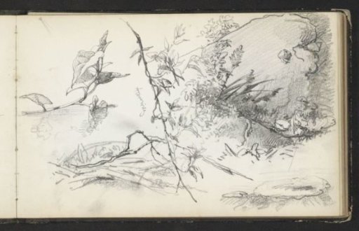 Plants and a branch of a weeping willow