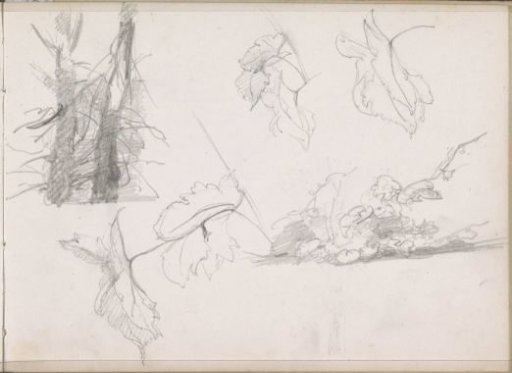 Tree trunks, leaves, and shrubs