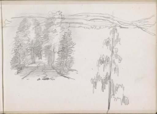 Forest path and a plant