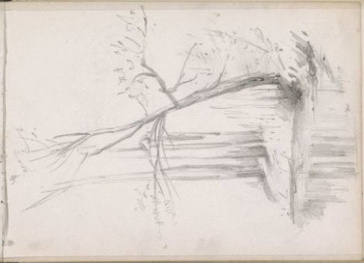 Trees by the water