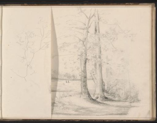 Tree branches with leaves