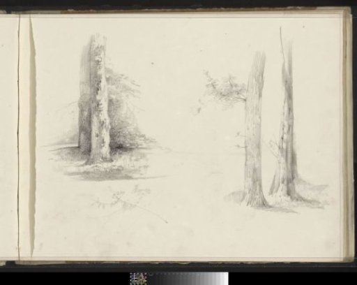Tree trunks